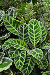 Zebra Plant (Calathea zebrina) at Holland Nurseries