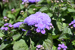 Aloha Blue Flossflower (Ageratum 'Aloha Blue') at Holland Nurseries
