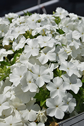 Intensia White Annual Phlox (Phlox 'DPHLOX866') at Holland Nurseries