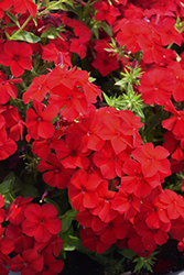 Intensia Red Hot Annual Phlox (Phlox 'DPHLOX911') at Holland Nurseries