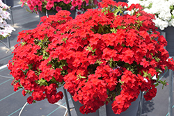 Intensia Red Hot Annual Phlox (Phlox 'DPHLOX911') at Holland Nurseries