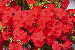 Intensia Red Hot Annual Phlox (Phlox 'DPHLOX911') at Holland Nurseries