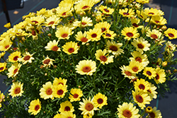 Grandaisy Yellow Daisy (Argyranthemum 'Grandaisy Yellow') at Holland Nurseries