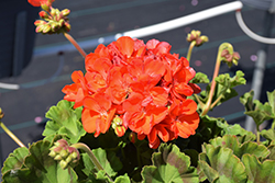 Rocky Mountain Orange Geranium (Pelargonium 'Rocky Mountain Orange') at Holland Nurseries