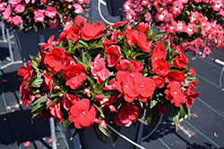 Sonic Red New Guinea Impatiens (Impatiens 'Sonic Red') at Holland Nurseries