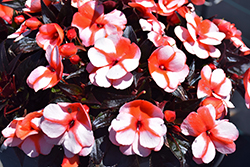 Sonic Sweet Orange New Guinea Impatiens (Impatiens 'Sonic Sweet Orange') at Holland Nurseries