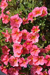 Superbells Tropical Sunrise Calibrachoa (Calibrachoa 'INCALTRSUN') at Holland Nurseries