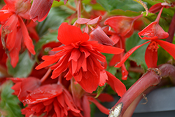 Illumination Scarlet Begonia (Begonia 'Illumination Scarlet') at Holland Nurseries