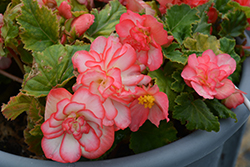 Nonstop Rose Picotee Begonia (Begonia 'Nonstop Rose Picotee') at Holland Nurseries