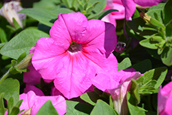 Easy Wave Pink Passion Petunia (Petunia 'Easy Wave Pink Passion') at Holland Nurseries
