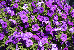 Shock Wave Denim Petunia (Petunia 'Shock Wave Denim') at Holland Nurseries