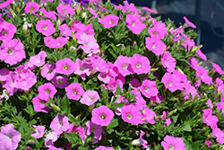 Shock Wave Pink Shades Petunia (Petunia 'Shock Wave Pink Shades') at Holland Nurseries