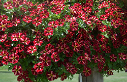 ColorRush Merlot Star Petunia (Petunia 'Balcushmers') at Holland Nurseries