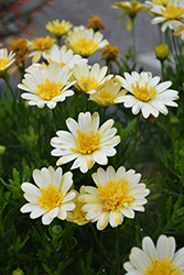 Bright Lights Double Moonglow African Daisy (Osteospermum 'Bright Lights Double Moonglow') at Holland Nurseries