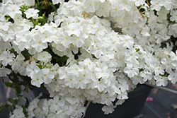 Intensia White Annual Phlox (Phlox 'DPHLOX866') at Holland Nurseries