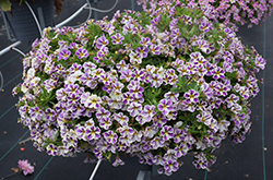 Candy Shop Grape Splash Calibrachoa (Calibrachoa 'Candy Shop Grape Splash') at Holland Nurseries