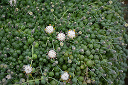 String Of Pearls (Senecio rowleyanus) at Holland Nurseries