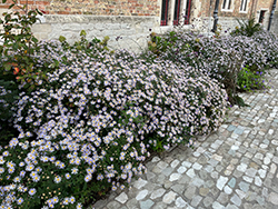 Woods Blue Aster (Symphyotrichum 'Woods Blue') at Holland Nurseries