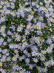Woods Blue Aster (Symphyotrichum 'Woods Blue') at Holland Nurseries