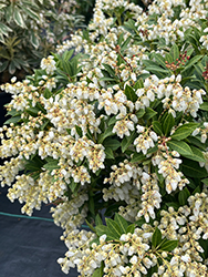 Cavatine Dwarf Japanese Pieris (Pieris japonica 'Cavatine') at Holland Nurseries