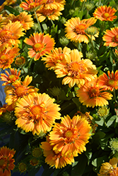 SpinTop Mango Blanket Flower (Gaillardia aristata 'SpinTop Mango') at Holland Nurseries