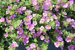 MegaCopa Pink Bacopa (Sutera cordata 'Balmecopinim') at Holland Nurseries