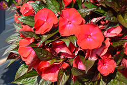 Magnum Red Flame New Guinea Impatiens (Impatiens 'Magnum Red Flame') at Holland Nurseries