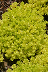 Lemon Coral Stonecrop (Sedum rupestre 'Lemon Coral') at Holland Nurseries