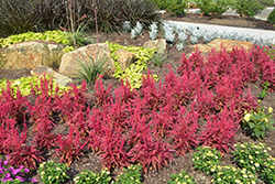 Dragon's Breath Plumed Celosia (Celosia plumosa 'Dragon's Breath') at Holland Nurseries
