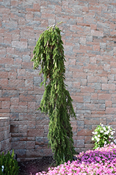 Weeping Norway Spruce (Picea abies 'Pendula') at Holland Nurseries