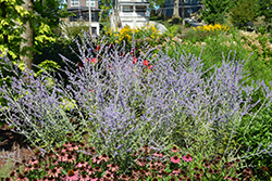 Russian Sage (Perovskia atriplicifolia) at Holland Nurseries