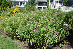 Cinderella Milkweed (Asclepias incarnata 'Cinderella') at Holland Nurseries