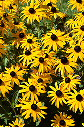 Goldsturm Coneflower (Rudbeckia fulgida 'Goldsturm') at Holland Nurseries