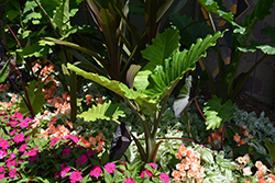 Elephant's Ear (Alocasia macrorrhizos) at Holland Nurseries