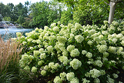 Little Lime Hydrangea (Hydrangea paniculata 'Jane') at Holland Nurseries