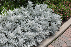 Silver Dust Dusty Miller (Senecio cineraria 'Silver Dust') at Holland Nurseries