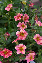 Superbells Tropical Sunrise Calibrachoa (Calibrachoa 'INCALTRSUN') at Holland Nurseries