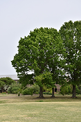 Red Oak (Quercus rubra) at Holland Nurseries