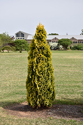 Amber Gold Arborvitae (Thuja occidentalis 'Jantar') at Holland Nurseries