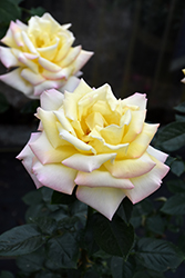 Peace Rose (Rosa 'Peace') at Holland Nurseries