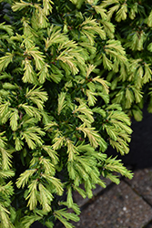 Everlow Yew (Taxus x media 'Everlow') at Holland Nurseries