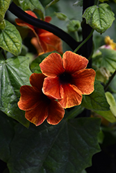 Tangerine Slice A-Peel Black-Eyed Susan (Thunbergia alata 'DL1501') at Holland Nurseries