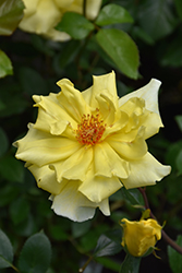 Golden Showers Rose (Rosa 'Golden Showers') at Holland Nurseries