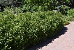Alpine Currant (Ribes alpinum) at Holland Nurseries
