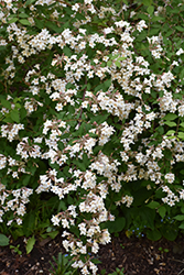 Beautybush (Kolkwitzia amabilis) at Holland Nurseries