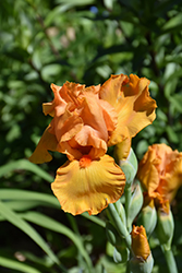 Savannah Sunset Iris (Iris 'Savannah Sunset') at Holland Nurseries