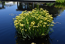 Yellow Flag Iris (Iris pseudacorus) at Holland Nurseries