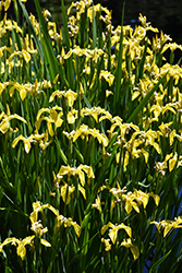 Yellow Flag Iris (Iris pseudacorus) at Holland Nurseries