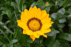 New Day Yellow Gazania (Gazania 'PAS1346162') at Holland Nurseries