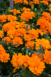 Durango Tangerine Marigold (Tagetes patula 'Durango Tangerine') at Holland Nurseries